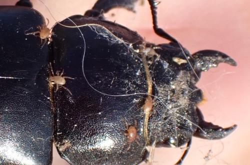 Parasitinae